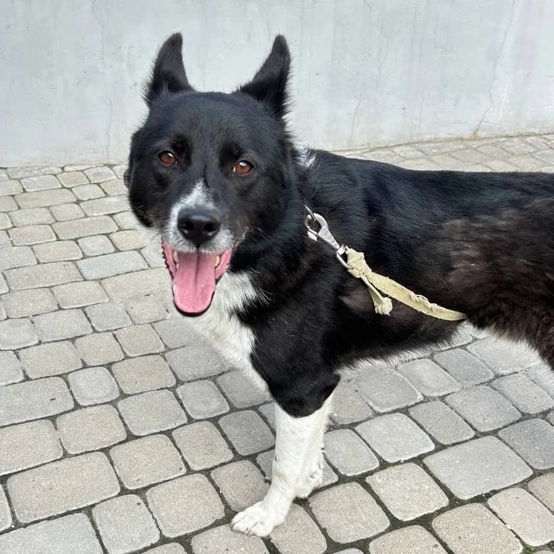 Drako-706 (Драко-706), male 3yo mixed breed for adoption at LKP Lev Lviv, Lviv