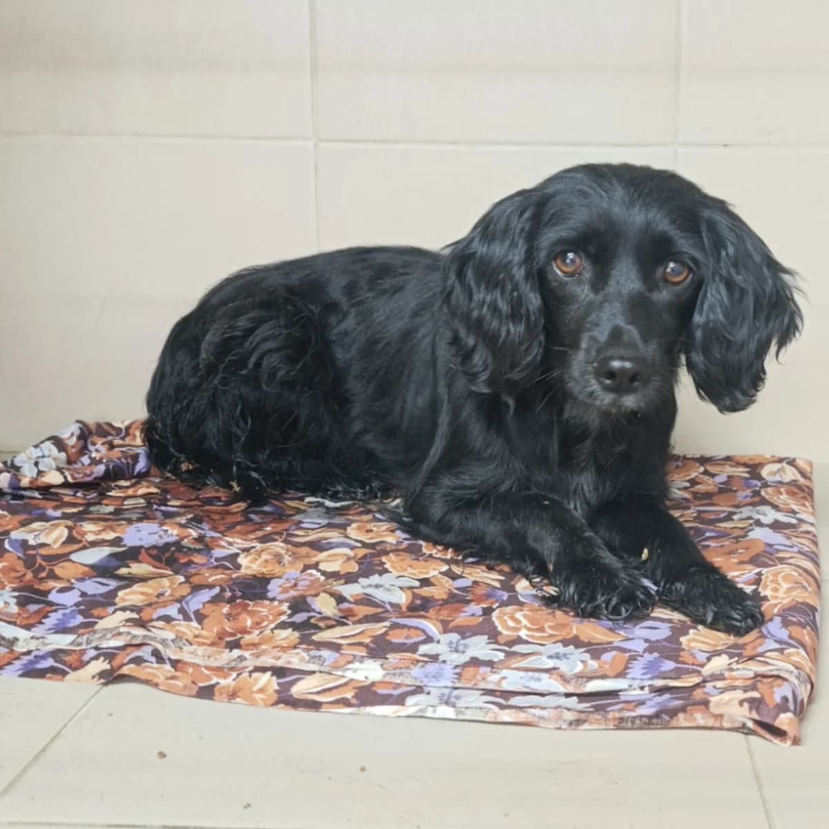 Dzhiniret-123 (Джинірет-123), female young mixed breed for adoption at LKP Lev Lviv, Lviv