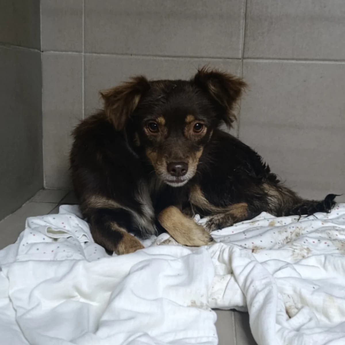Khani-234 (Хані-234), female young mixed breed for adoption at LKP Lev Lviv, Lviv