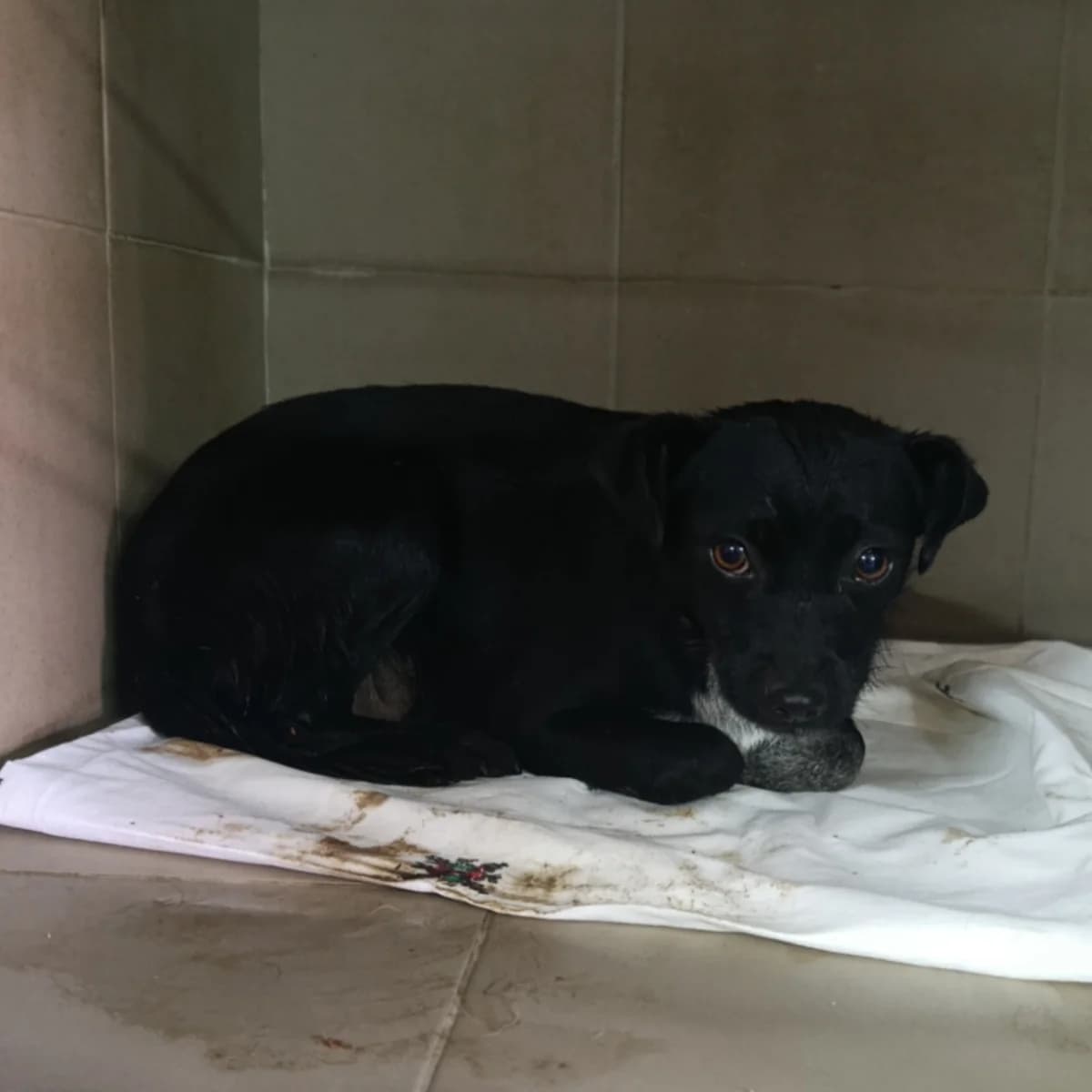 Izumi-345 (Ізумі-345), female young mixed breed for adoption at LKP Lev Lviv, Lviv