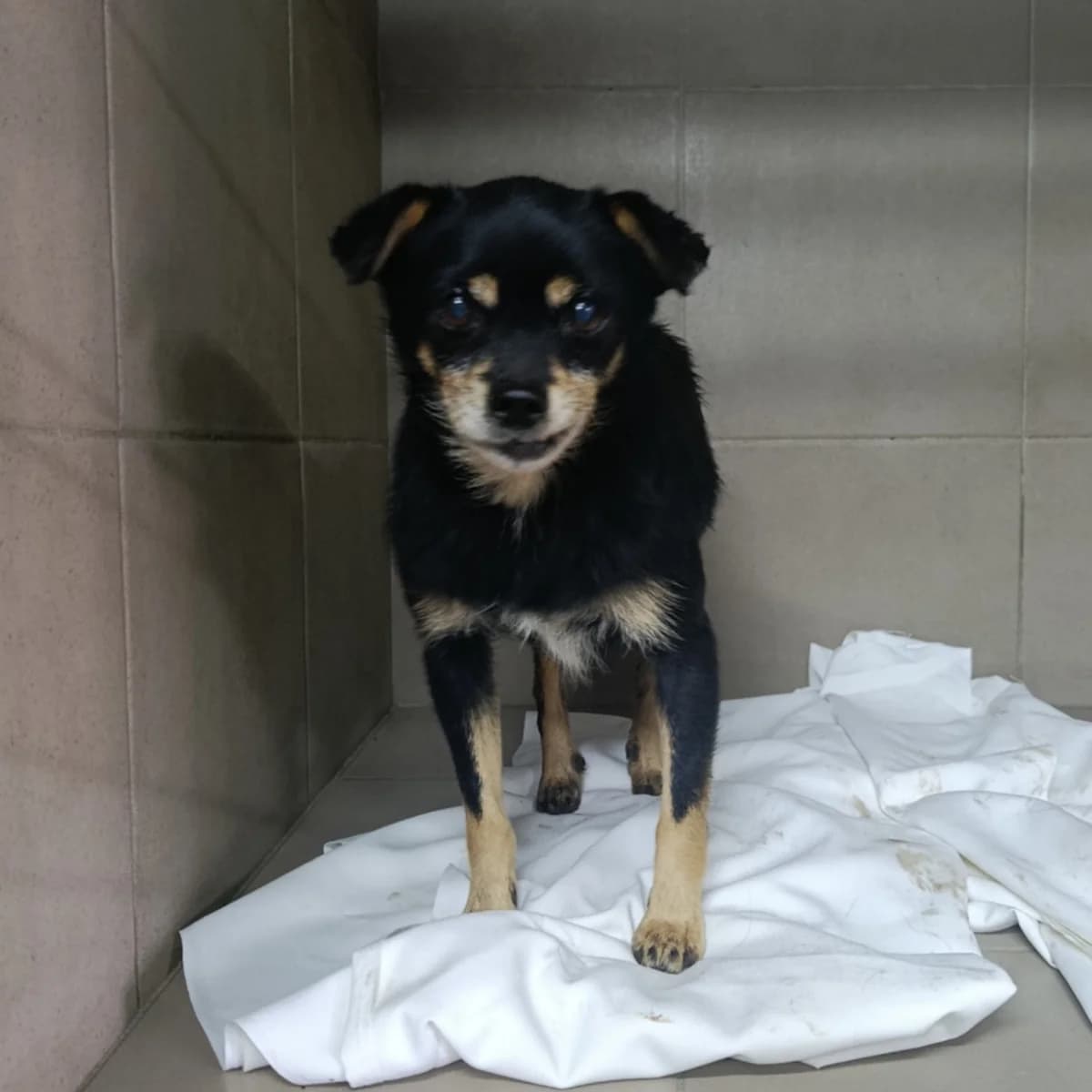 Lili-456 (Лілі-456), female 5yo mixed breed for adoption at LKP Lev Lviv, Lviv