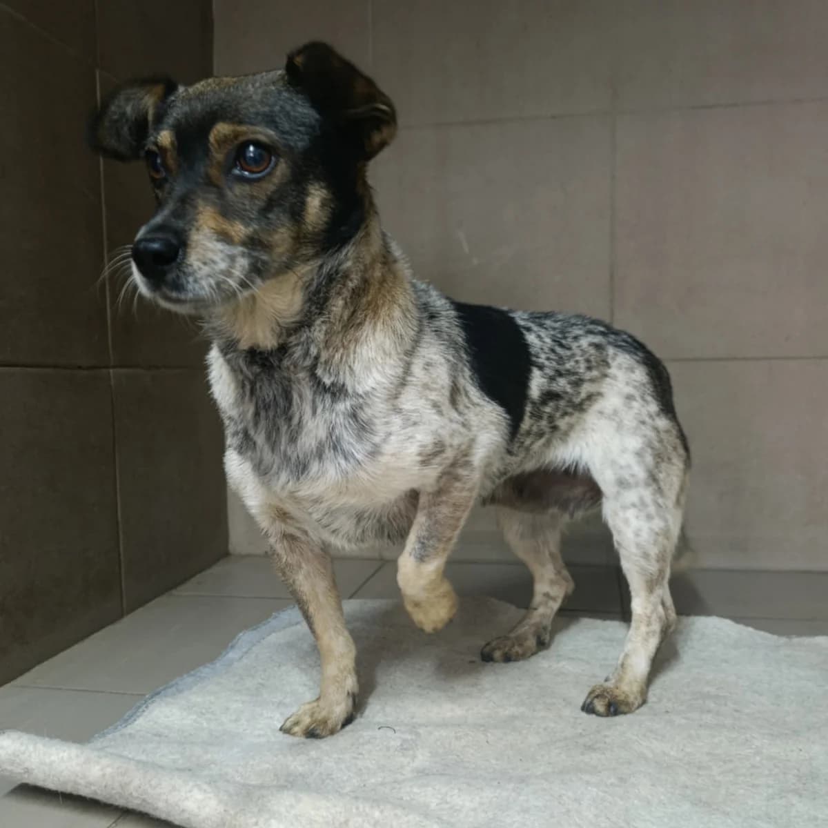 Iriska-567 (Іриска-567), female young mixed breed for adoption at LKP Lev Lviv, Lviv