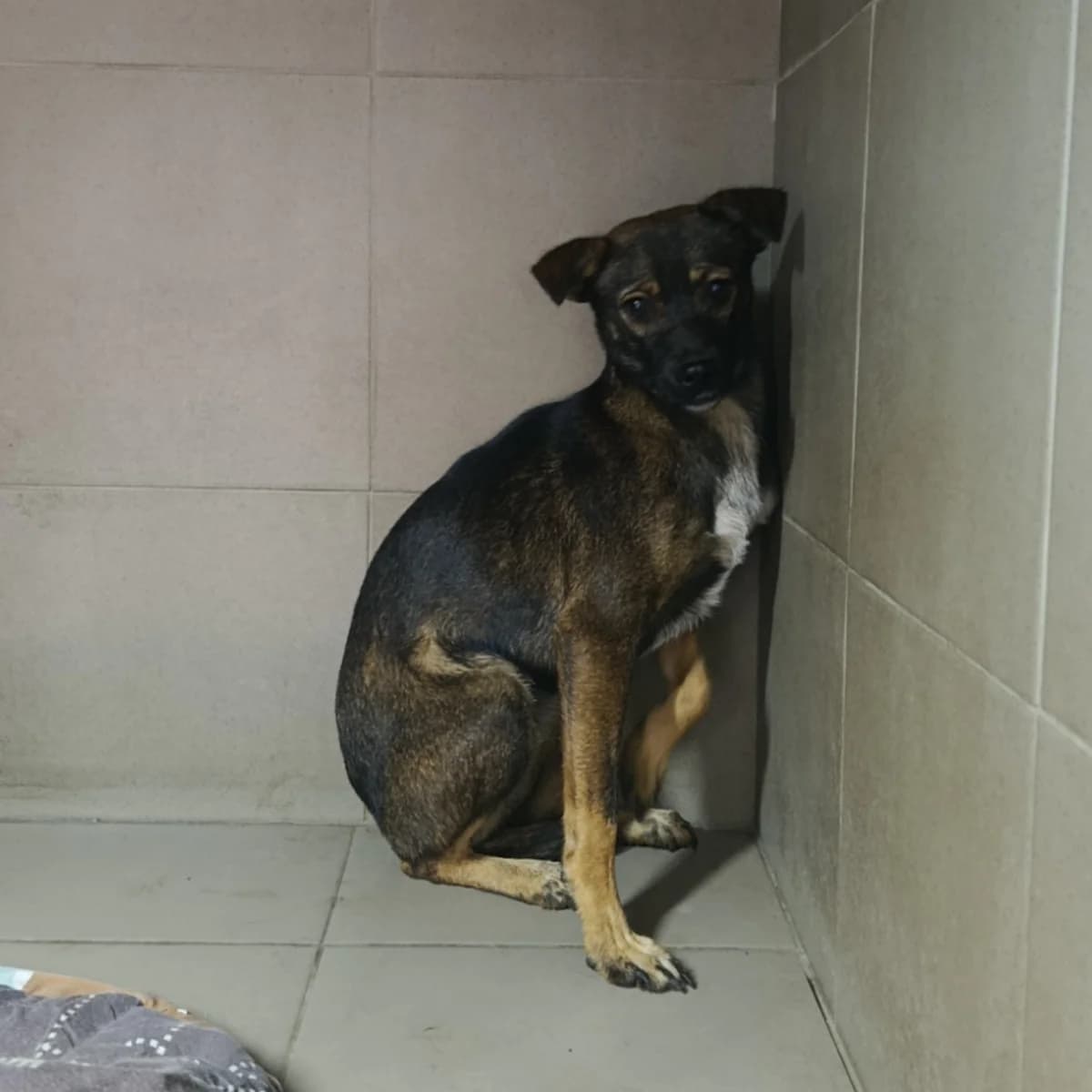 Pippa-678 (Піппа-678), female young mixed breed for adoption at LKP Lev Lviv, Lviv