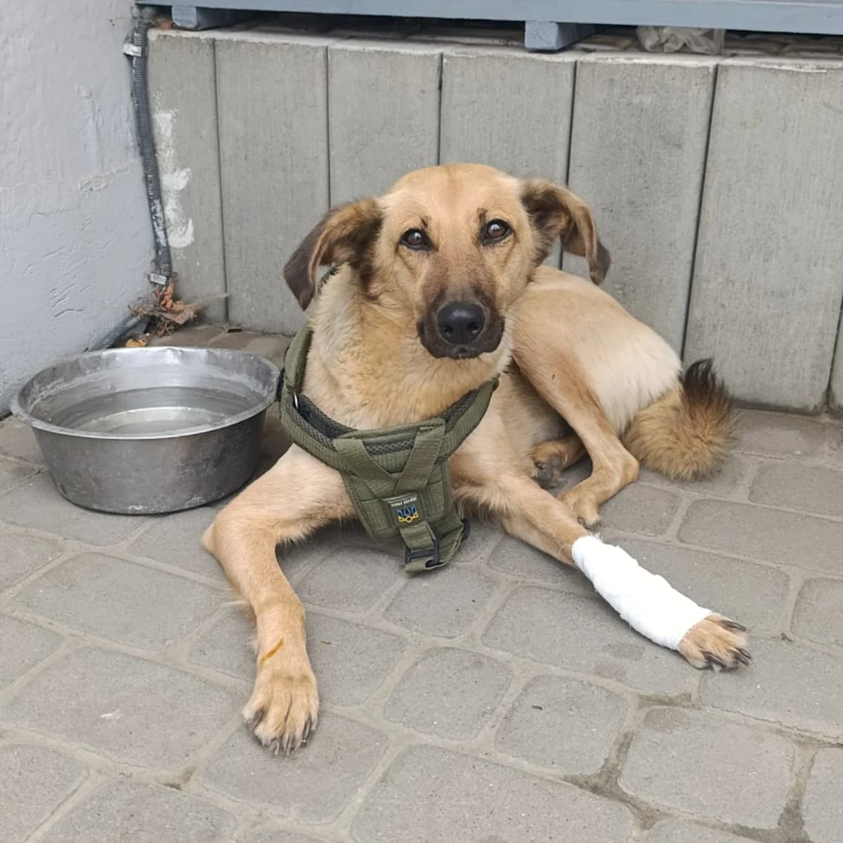 Dzhessi-965 (Джессі-965), female young mixed breed for adoption at LKP Lev Lviv, Lviv