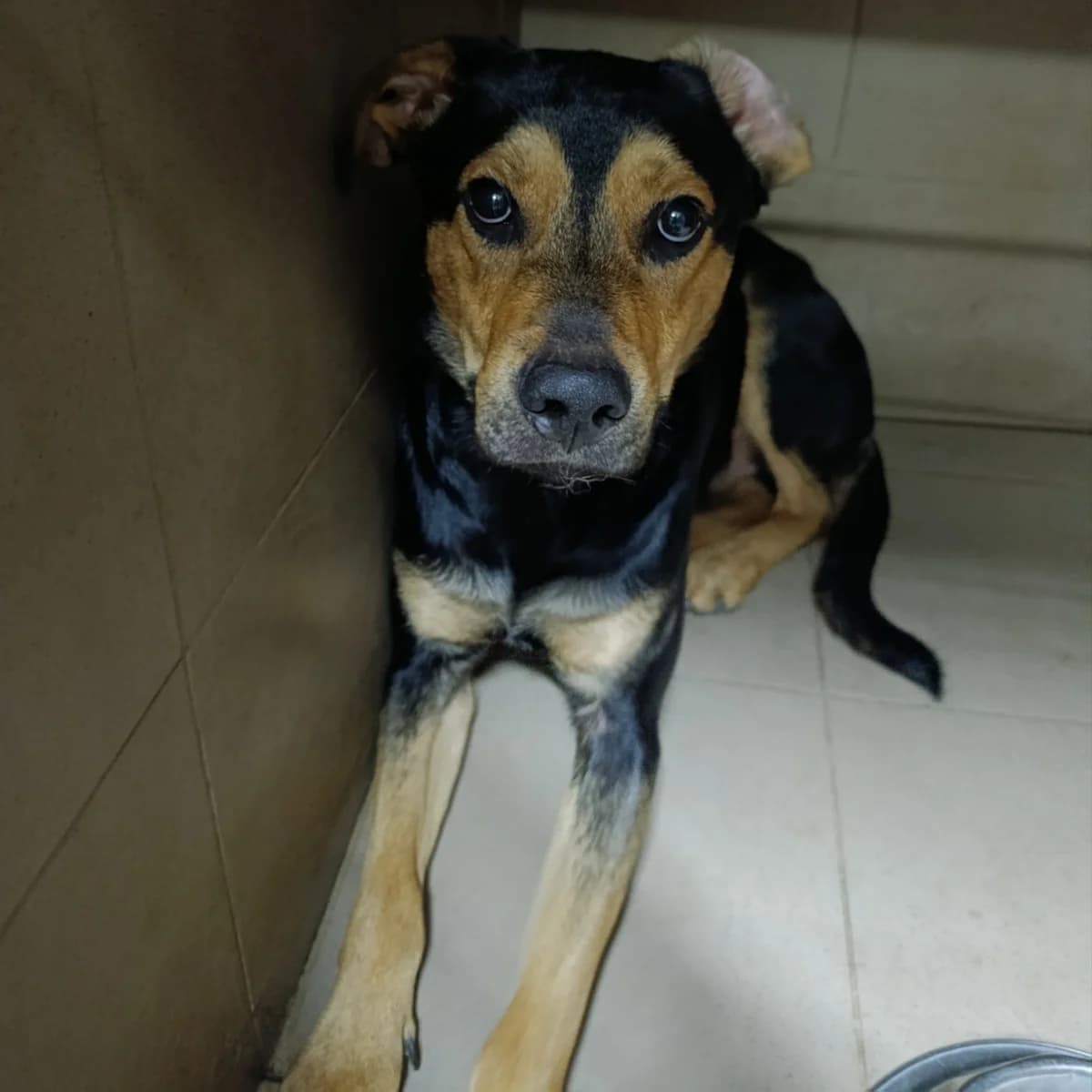 Matis-189 (Матіс-189), male 3yo mixed breed for adoption at LKP Lev Lviv, Lviv