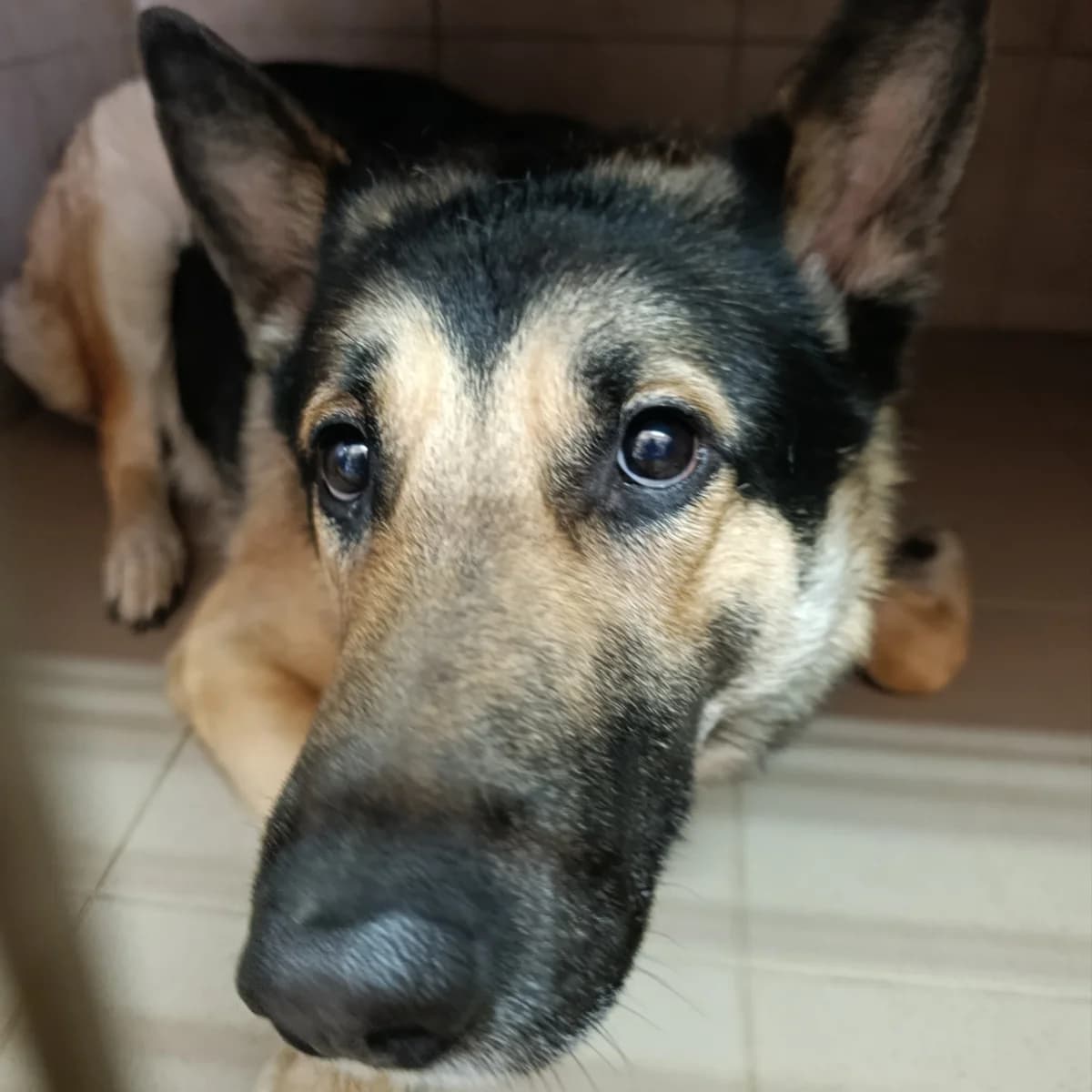 Chan-800 (Чан-800), male 6yo mixed breed for adoption at LKP Lev Lviv, Lviv