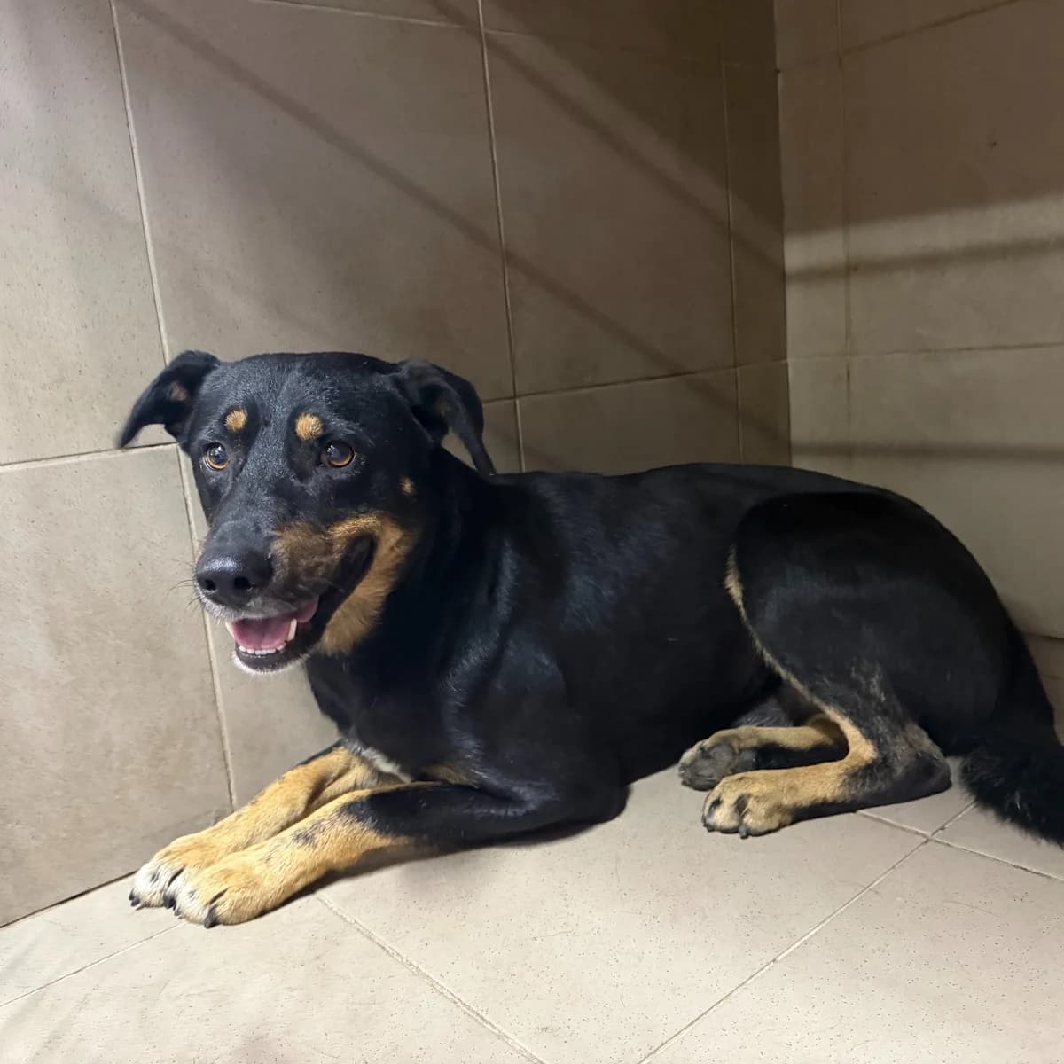 Chonguk-003 (Чонгук-003), male young mixed breed for adoption at LKP Lev Lviv, Lviv