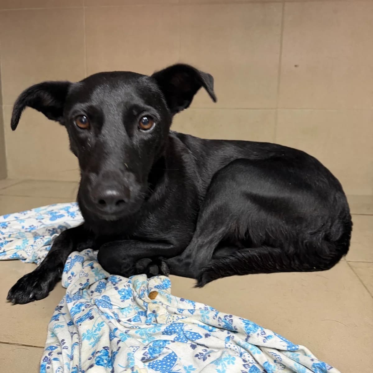 Berri-404 (Беррі-404), female young mixed breed for adoption at LKP Lev Lviv, Lviv