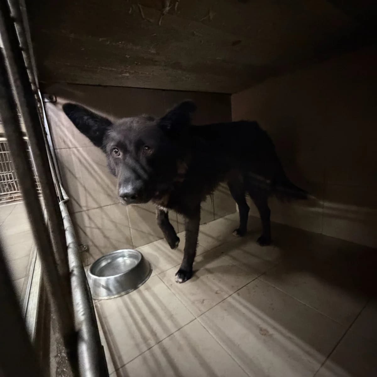 Dzhini-155 (Джині-155), female 4yo mixed breed for adoption at LKP Lev Lviv, Lviv