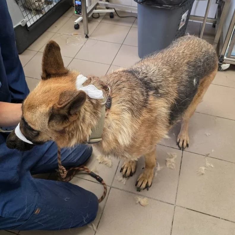 Cheri-470 (Чері-470), female senior mixed breed for adoption at LKP Lev Lviv, Lviv