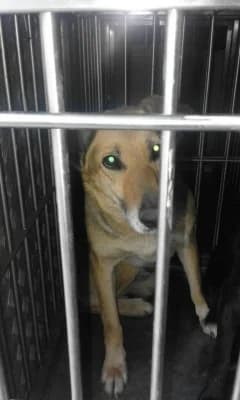Ramira 534 (Раміра 534), female senior mixed breed for adoption at LKP Lev Lviv, Lviv