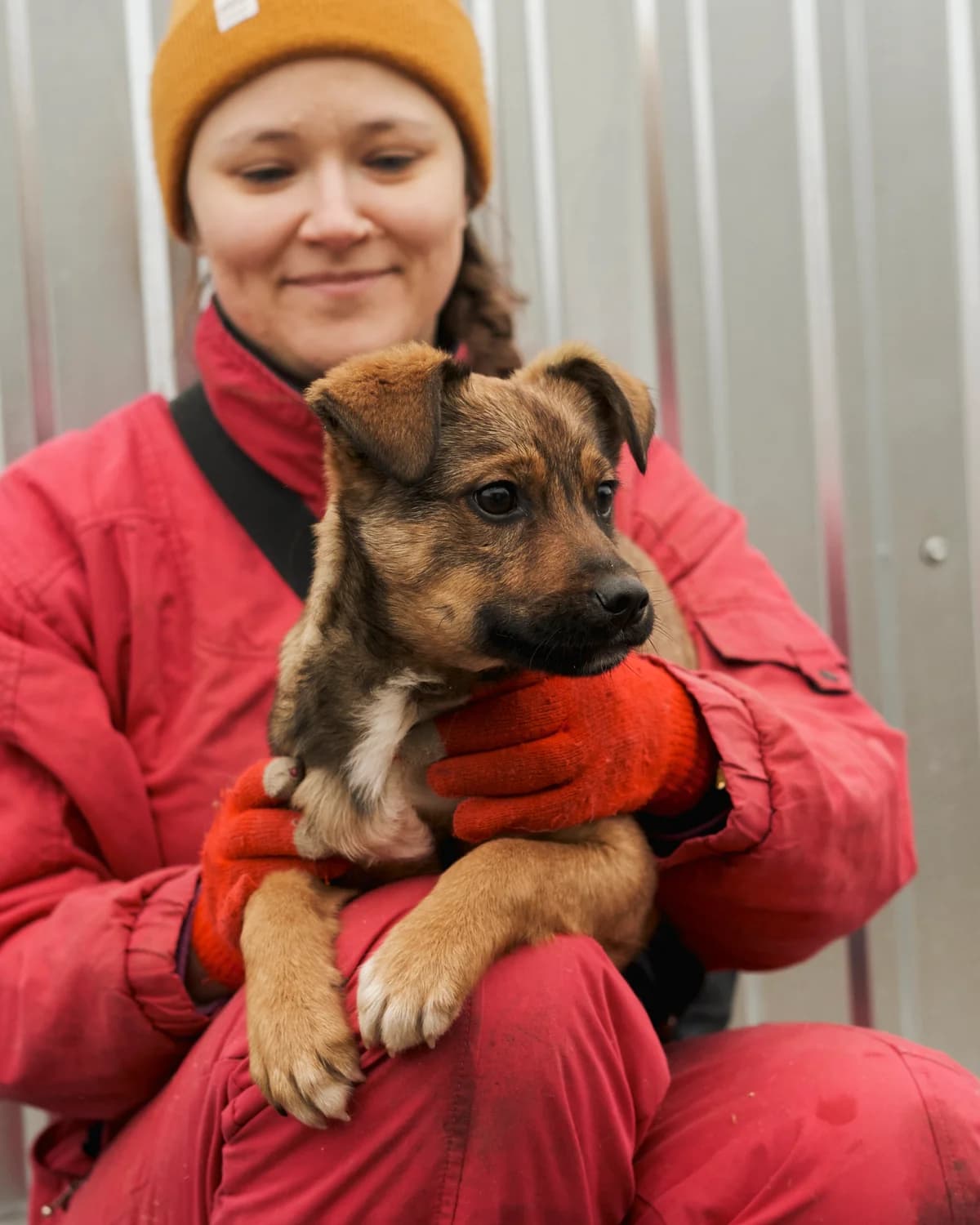 Shrek (Шрек), male young mixed breed for adoption at Sirius Shelter, Kyiv