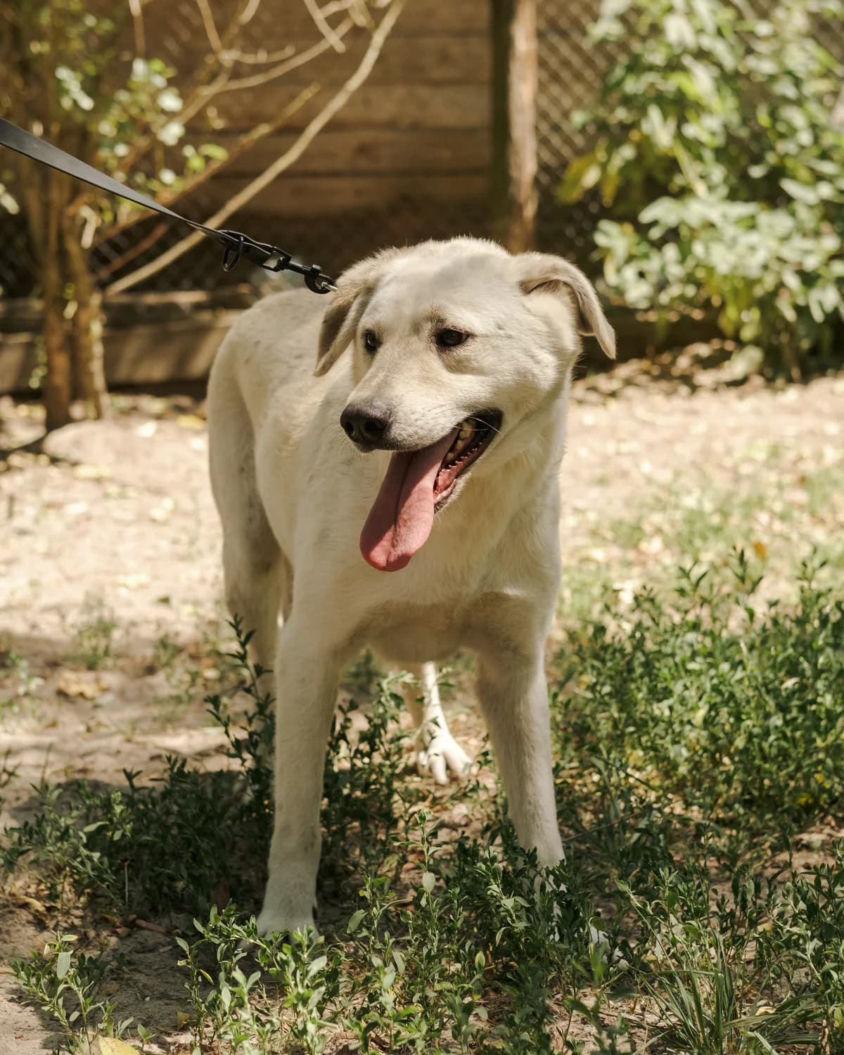 Romul (Ромул),  (Sirius Shelter)