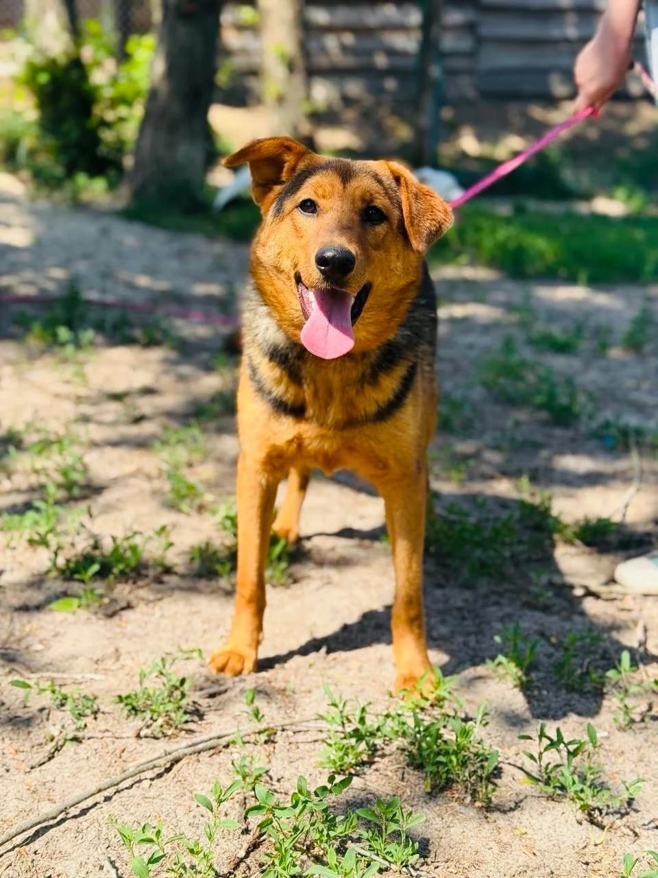 Mayka (Майка), female young mixed breed for adoption at Sirius Shelter, Kyiv