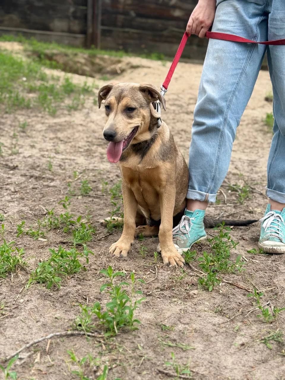 Zlatan (Златан),  (Sirius Shelter)
