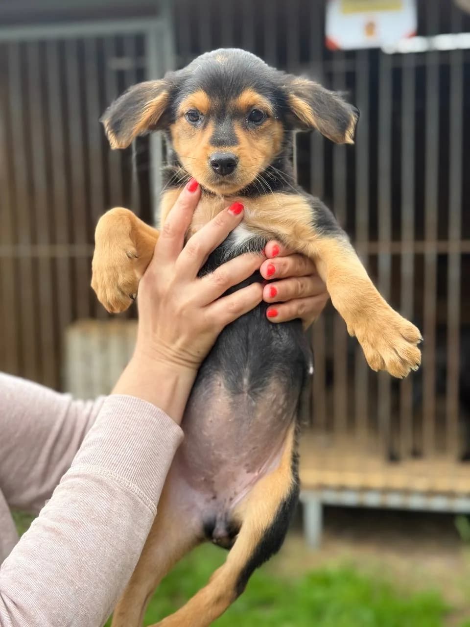 Gayka (Гайка), female puppy mixed breed for adoption at Sirius Shelter, Kyiv