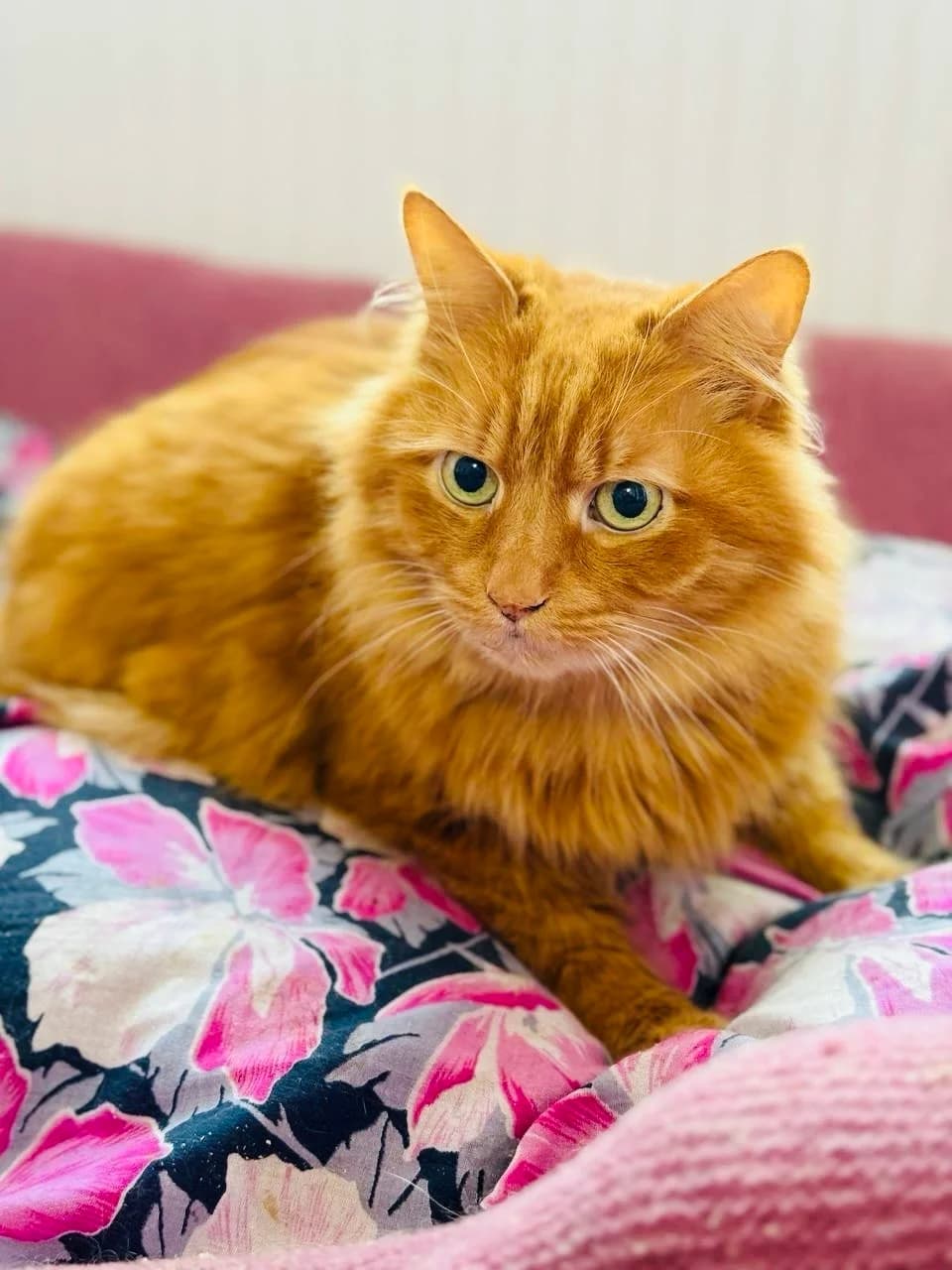 Rufus (Руфус),  (Sirius Shelter)