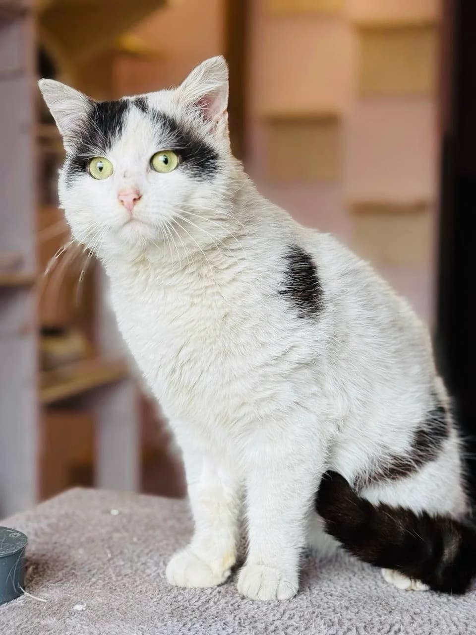 Skotch (Скотч),  (Sirius Shelter)