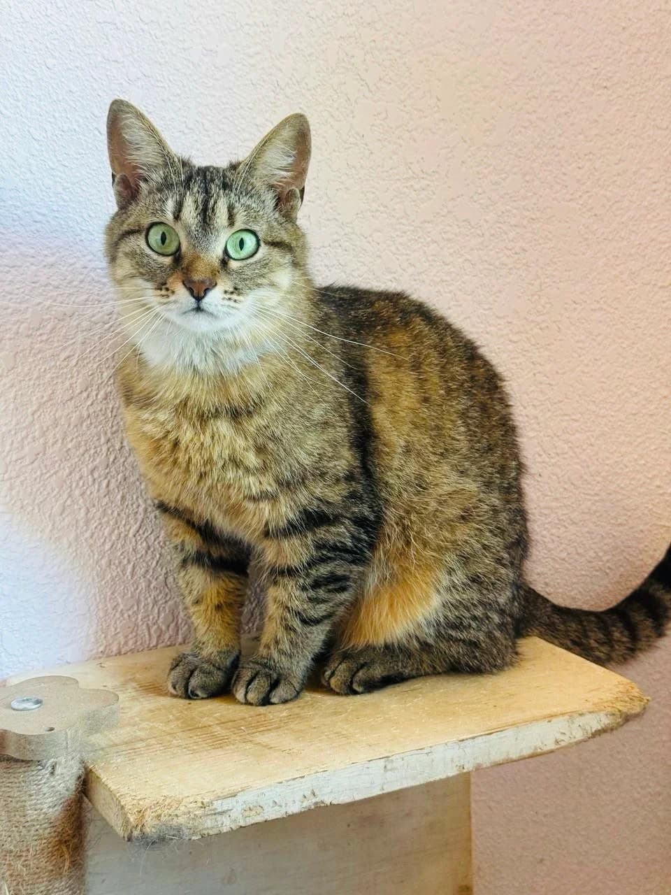 Vasilisa (Василіса),  (Sirius Shelter)