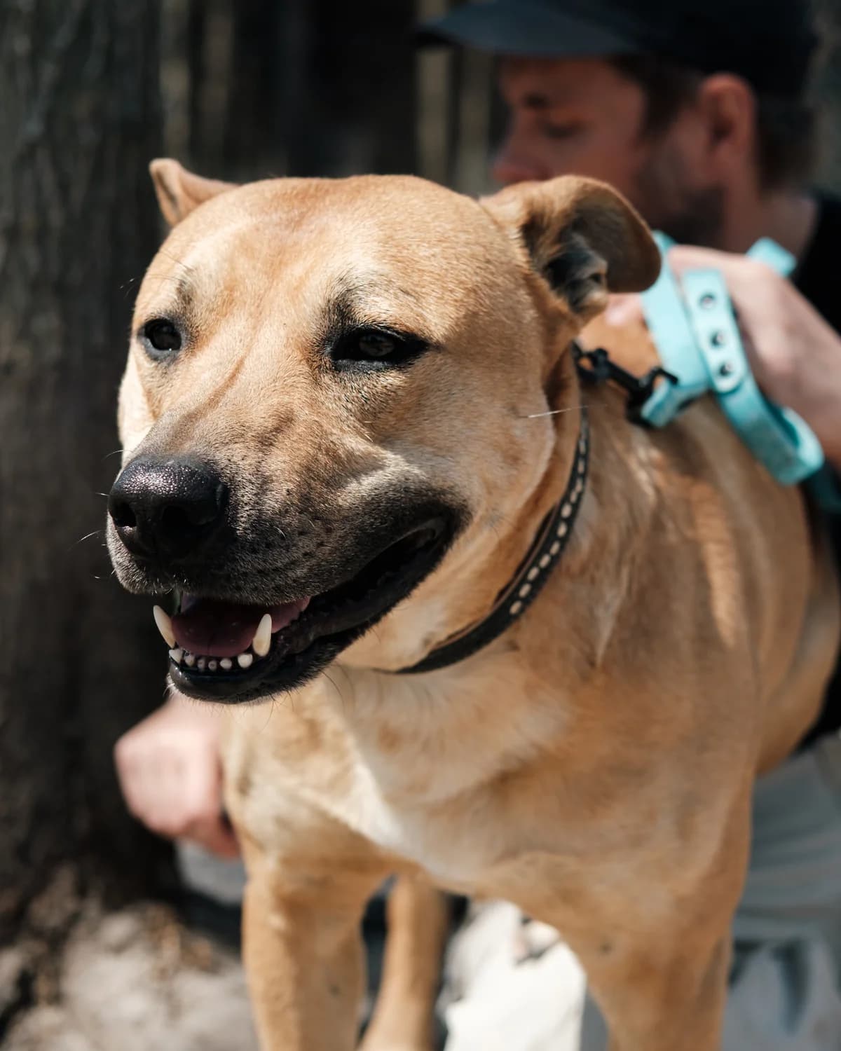 Sava (Сава), male 4yo mixed breed for adoption at Sirius Shelter, Kyiv