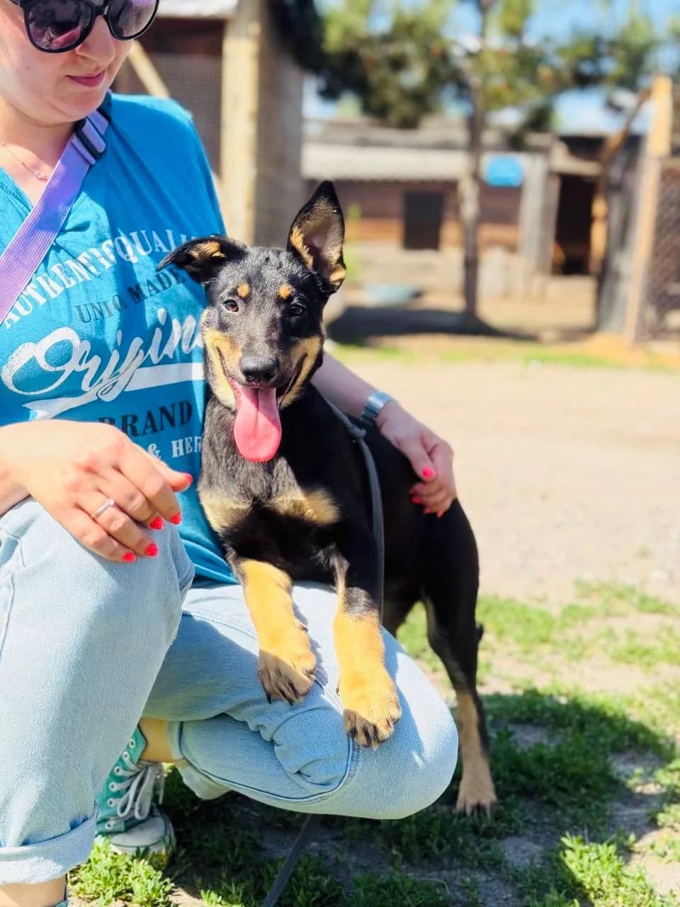Sonya (Сoня), female puppy mixed breed for adoption at Sirius Shelter, Kyiv