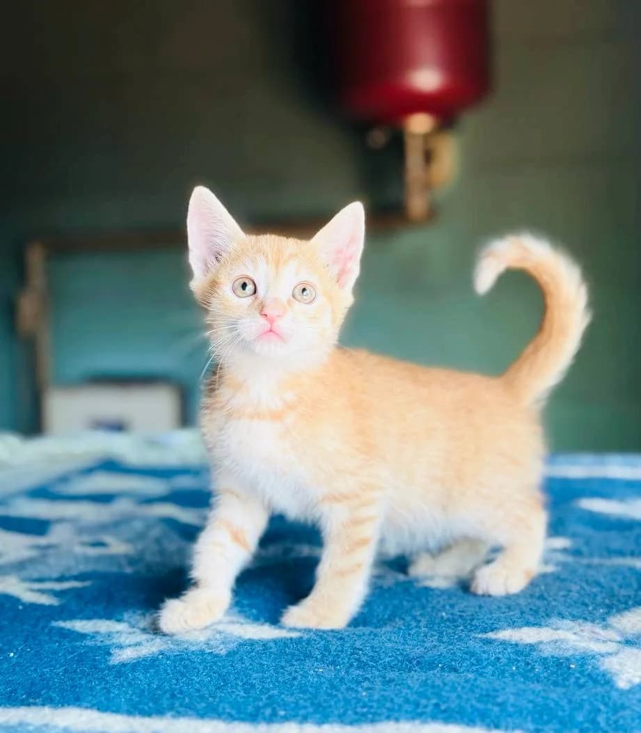 Roni (Роні), male puppy mixed breed for adoption at Sirius Shelter, Kyiv