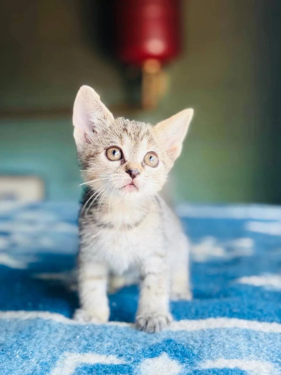 Ustina (Устіна), female puppy mixed breed for adoption at Sirius Shelter, Kyiv