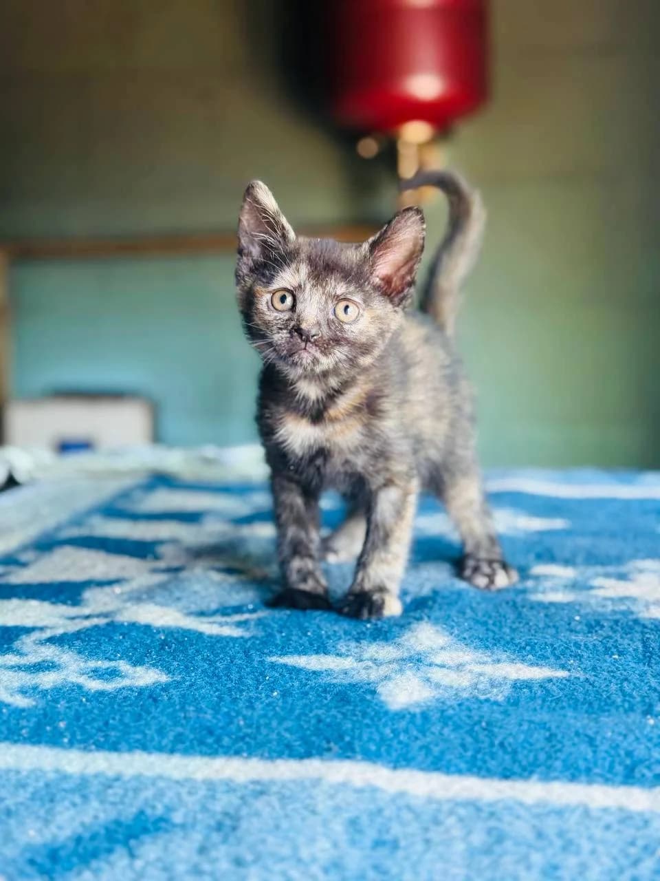 Kivi (Ківі), female puppy mixed breed for adoption at Sirius Shelter, Kyiv