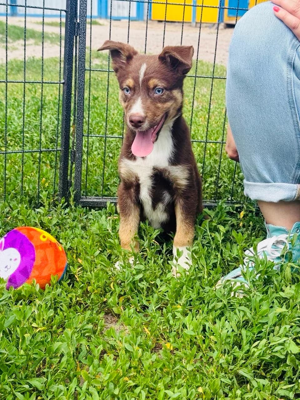 Marsel (Марсель), male puppy mixed breed for adoption at Sirius Shelter, Kyiv