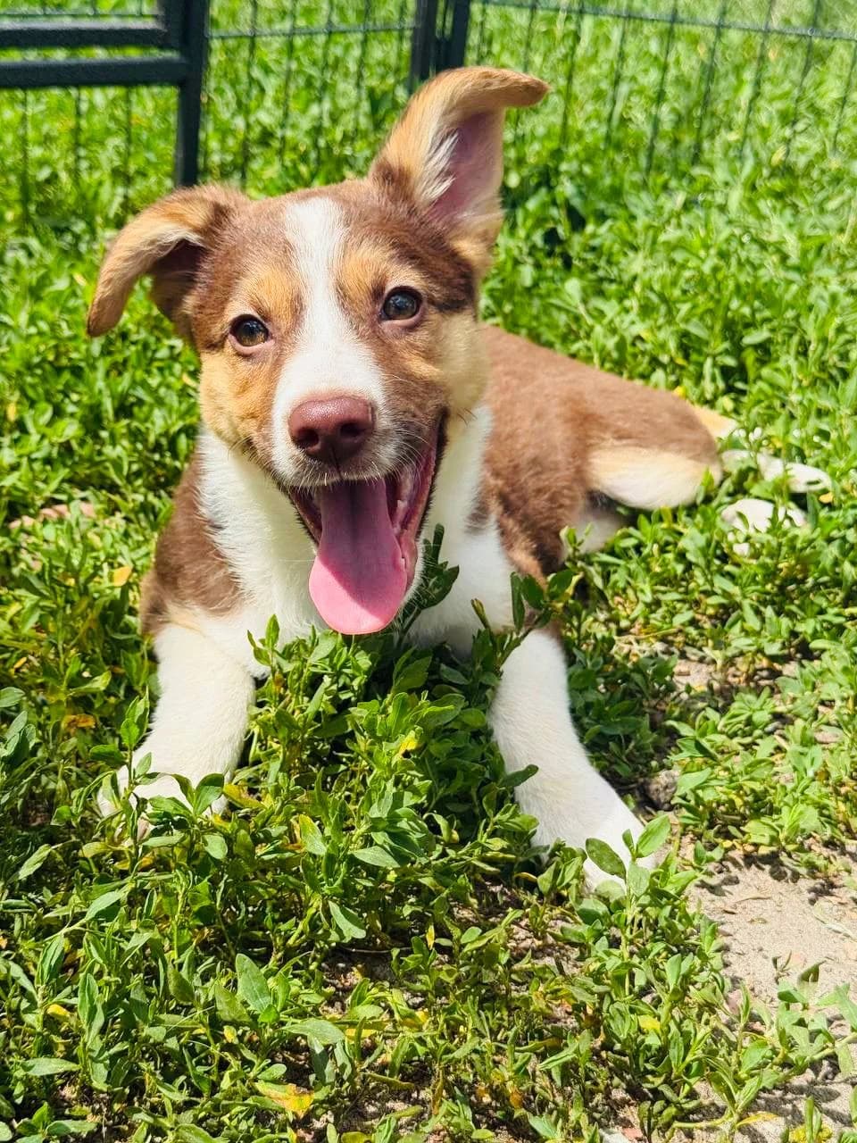 Yuna (Юна), female puppy mixed breed for adoption at Sirius Shelter, Kyiv