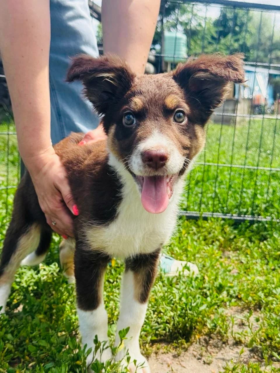 Bruklin (Бруклін), male puppy mixed breed for adoption at Sirius Shelter, Kyiv