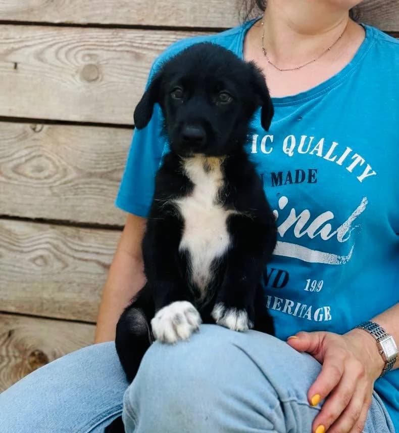 Lukyan (Лукьян), male puppy mixed breed for adoption at Sirius Shelter, Kyiv