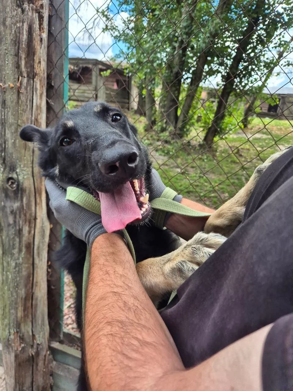 Vulkan (Вулкан), male young mixed breed for adoption at Sirius Shelter, Kyiv