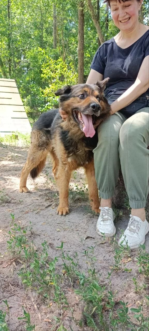 Maks (Макс), male senior mixed breed for adoption at Sirius Shelter, Kyiv