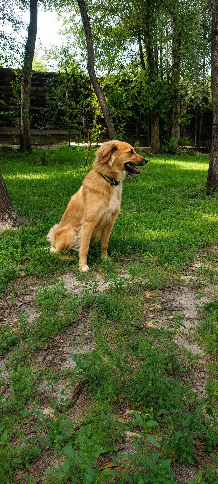 Ordi (Орді), female young mixed breed for adoption at Sirius Shelter, Kyiv