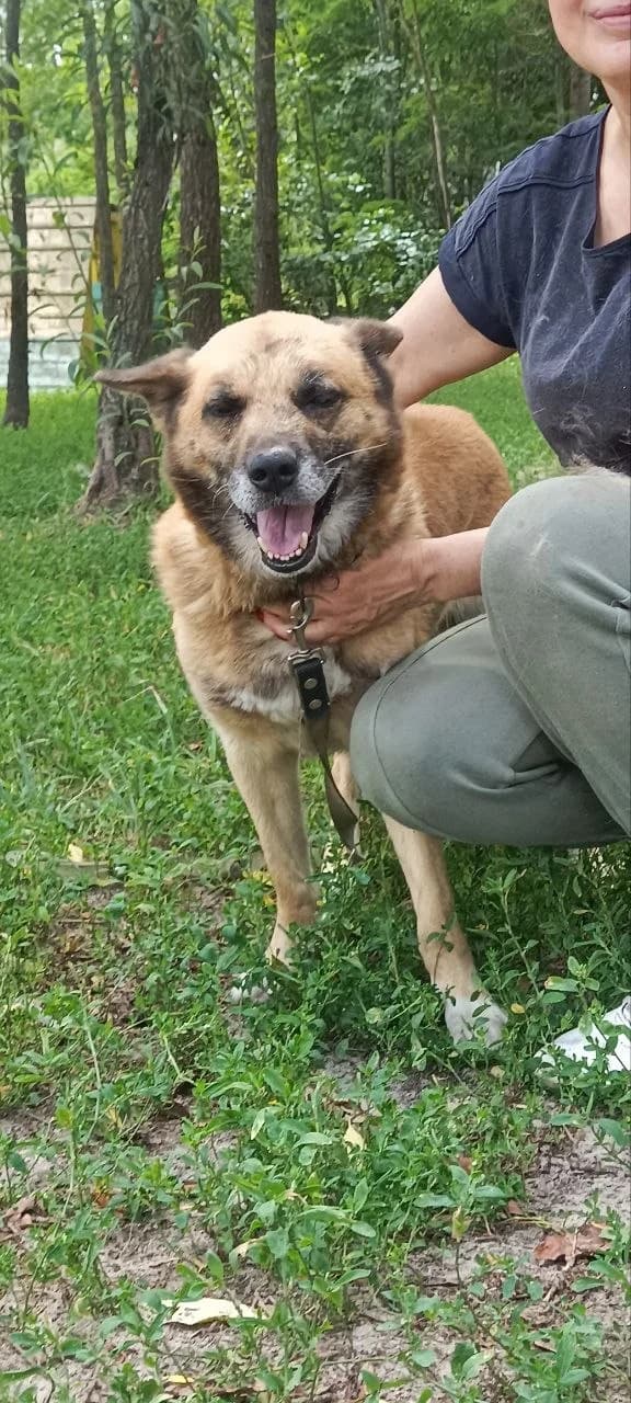 Borya (Боря), male 6yo mixed breed for adoption at Sirius Shelter, Kyiv