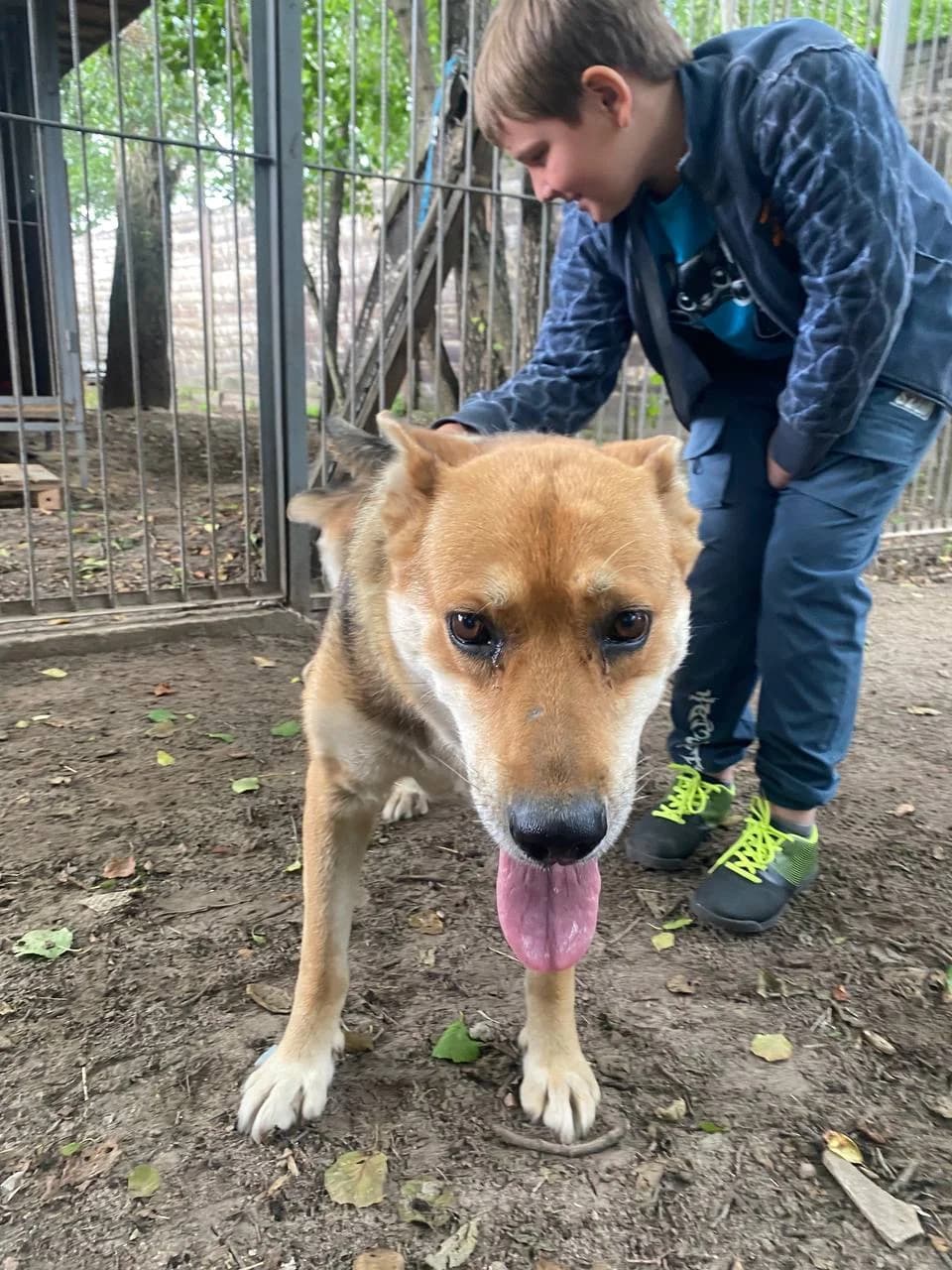 Dina (Діна), female 4yo mixed breed for adoption at Sirius Shelter, Kyiv