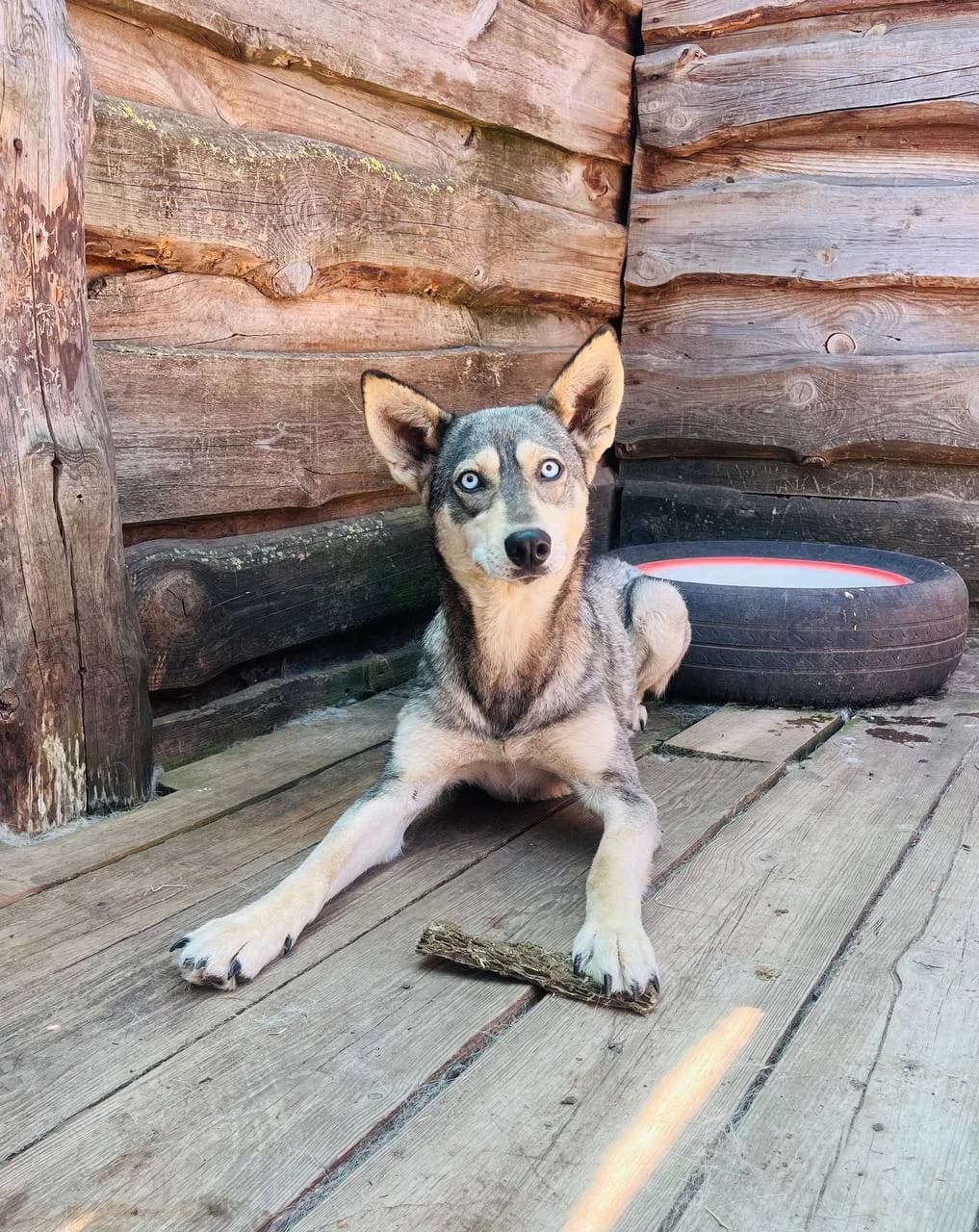 Lana (Лана), female 3yo mixed breed for adoption at Sirius Shelter, Kyiv