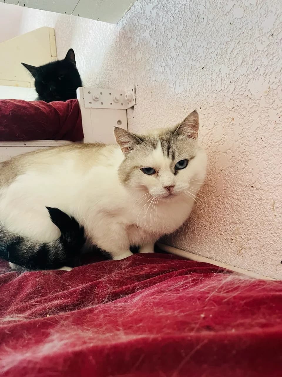 Orfey (Орфей), male 6yo mixed breed for adoption at Sirius Shelter, Kyiv