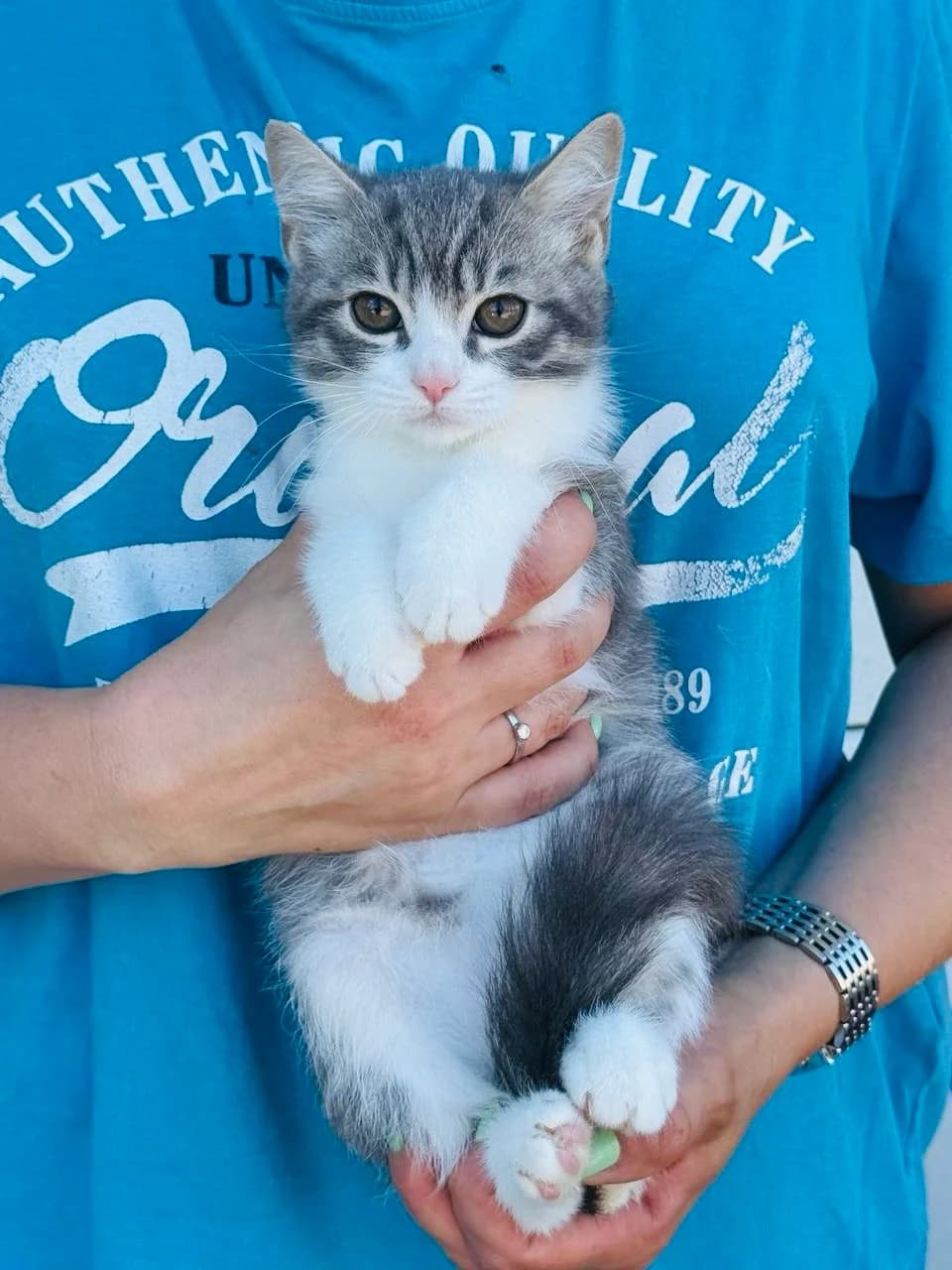 Oliver (Олівер), male puppy mixed breed for adoption at Sirius Shelter, Kyiv