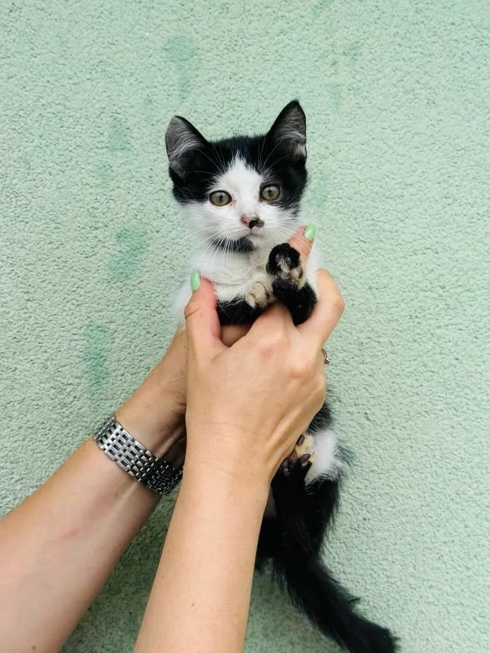 Plyamka (Плямка), female puppy mixed breed for adoption at Sirius Shelter, Kyiv
