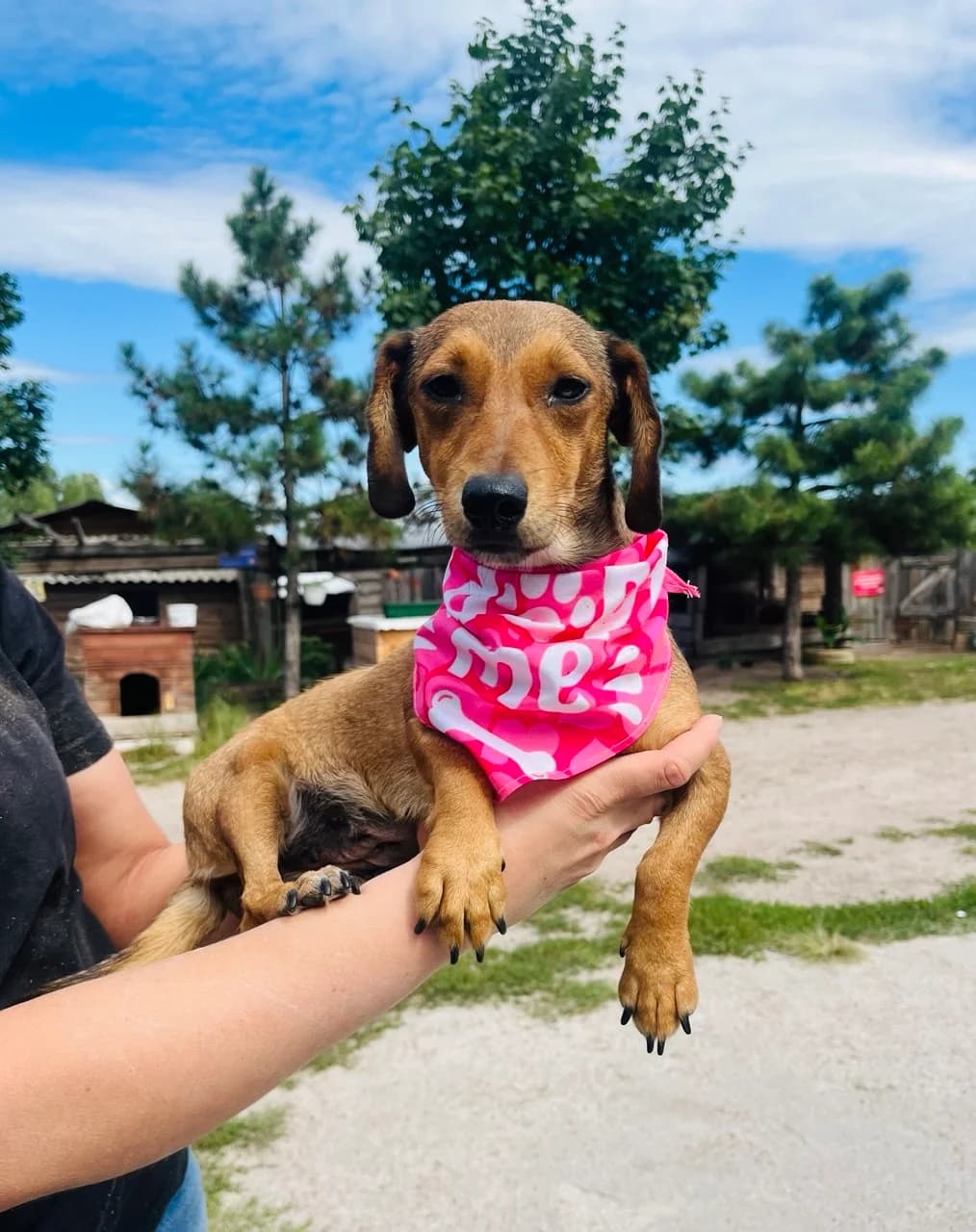 Tusya (Туся), female young mixed breed for adoption at Sirius Shelter, Kyiv