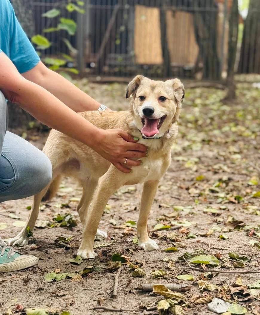 Persik (Персік), male puppy mixed breed for adoption at Sirius Shelter, Kyiv