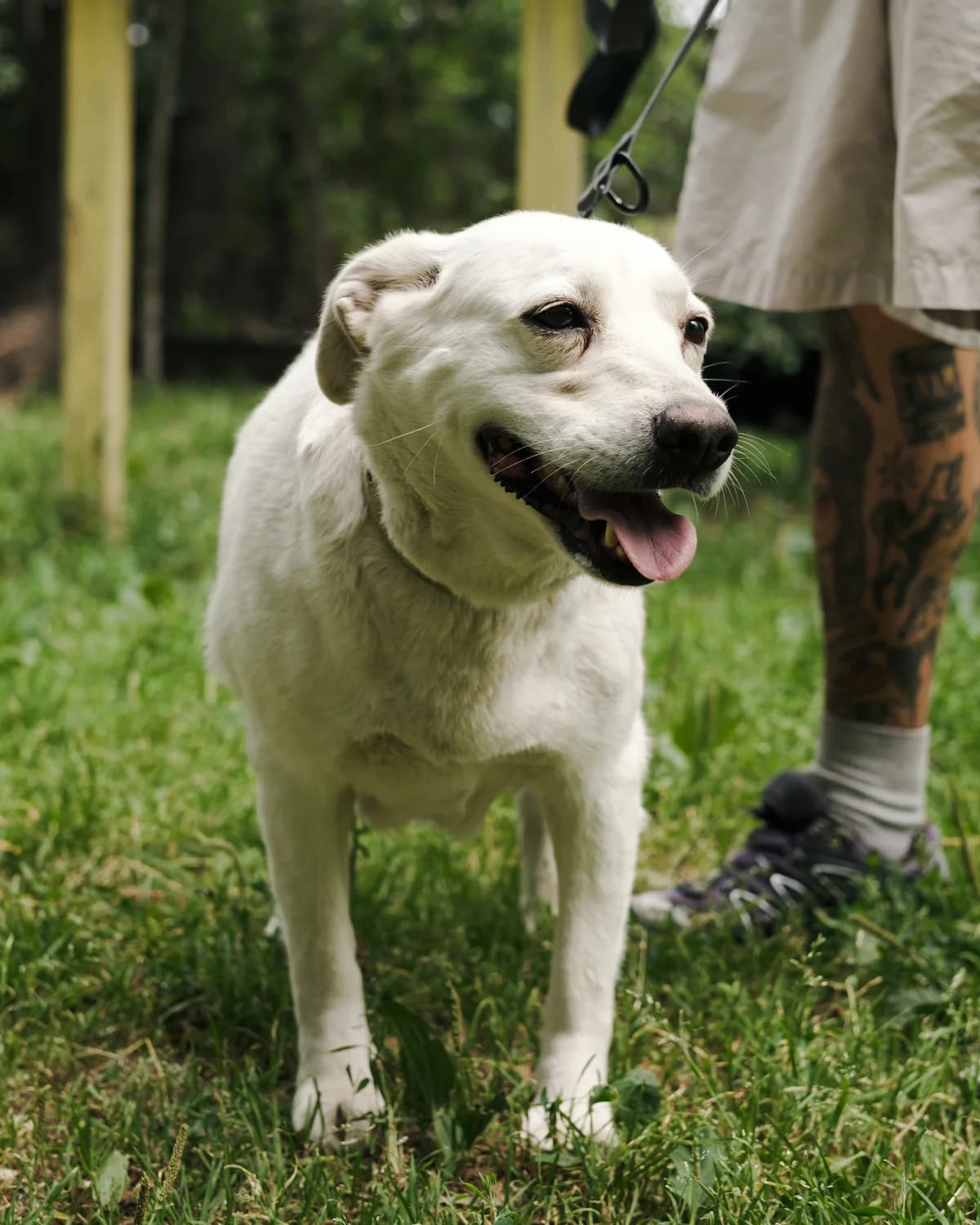 Betti (Бетті), female senior mixed breed for adoption at Sirius Shelter, Kyiv