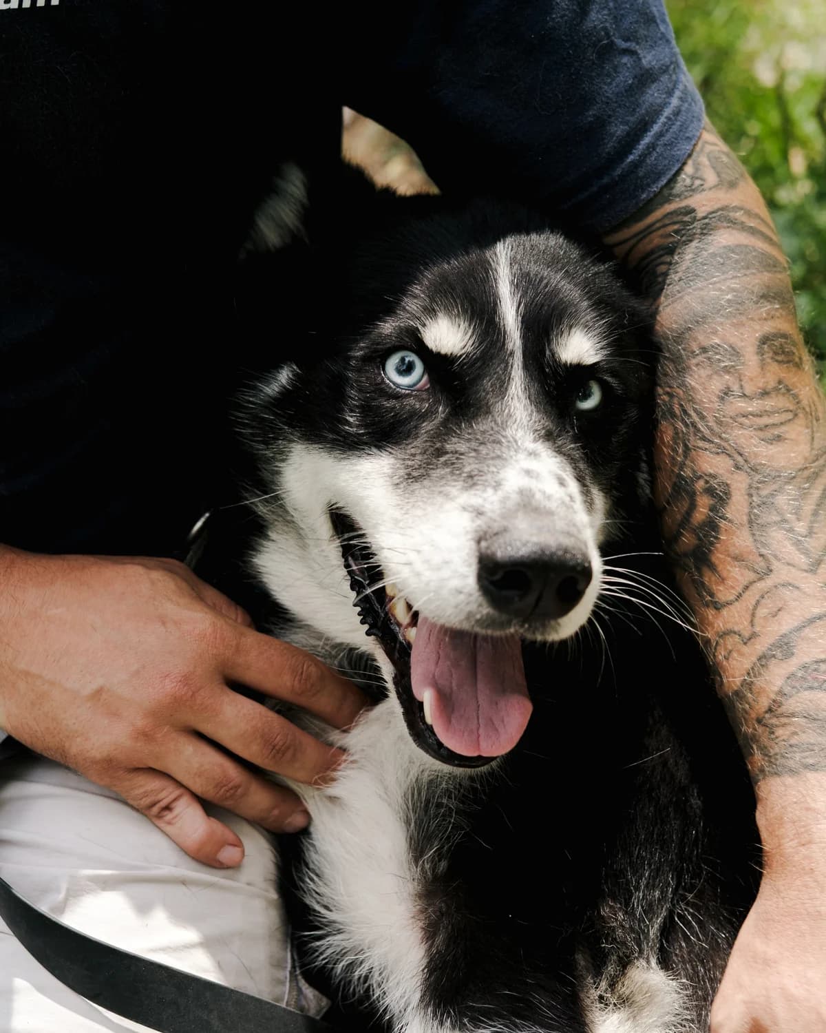 Yukon (Юкон), male senior mixed breed for adoption at Sirius Shelter, Kyiv