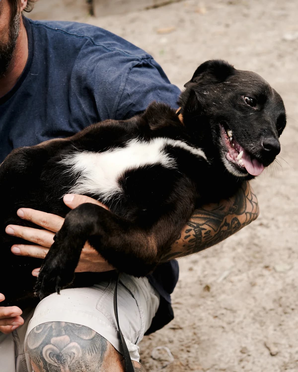 Chornusha (Чорнуша), female senior mixed breed for adoption at Sirius Shelter, Kyiv