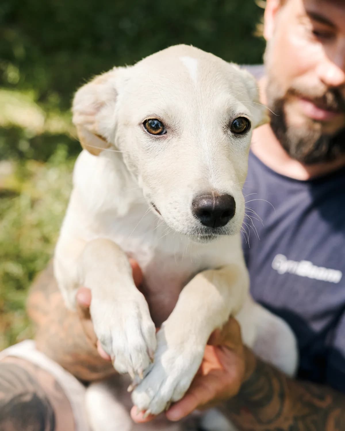 Bilosnizhka (Білосніжка), female puppy mixed breed for adoption at Sirius Shelter, Kyiv