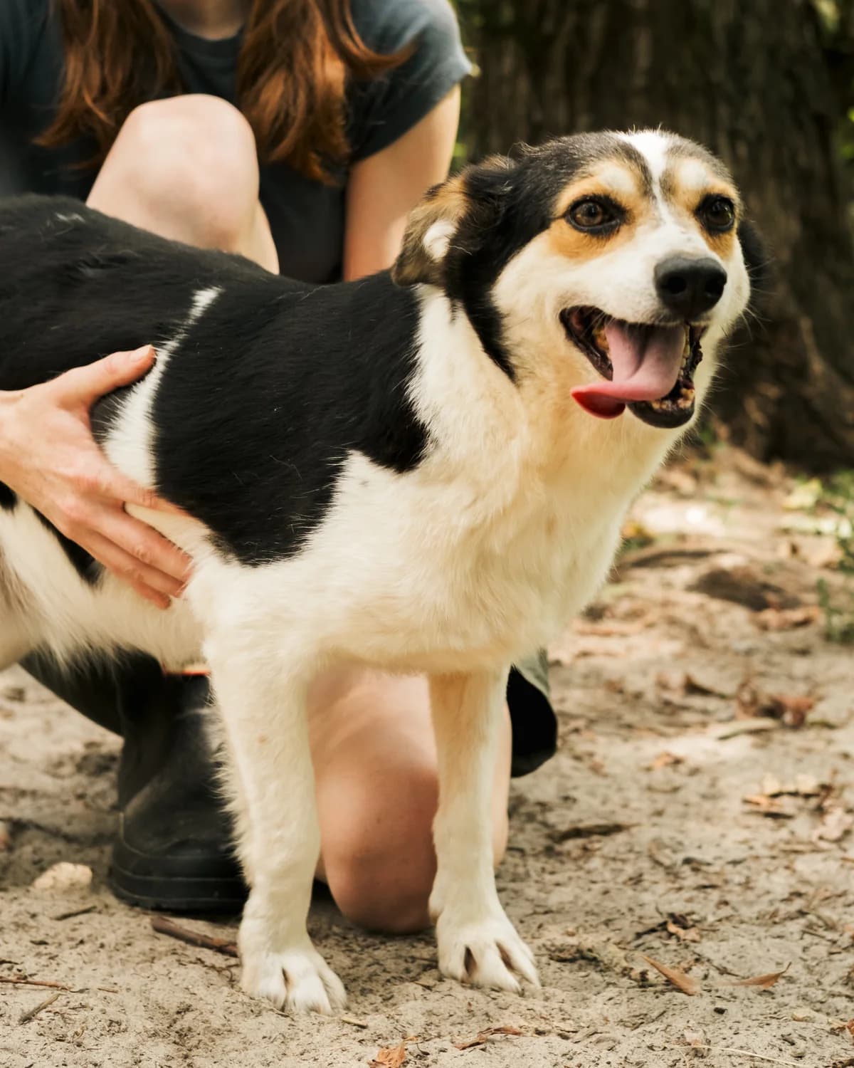 Kapitolina (Капітоліна), female senior mixed breed for adoption at Sirius Shelter, Kyiv