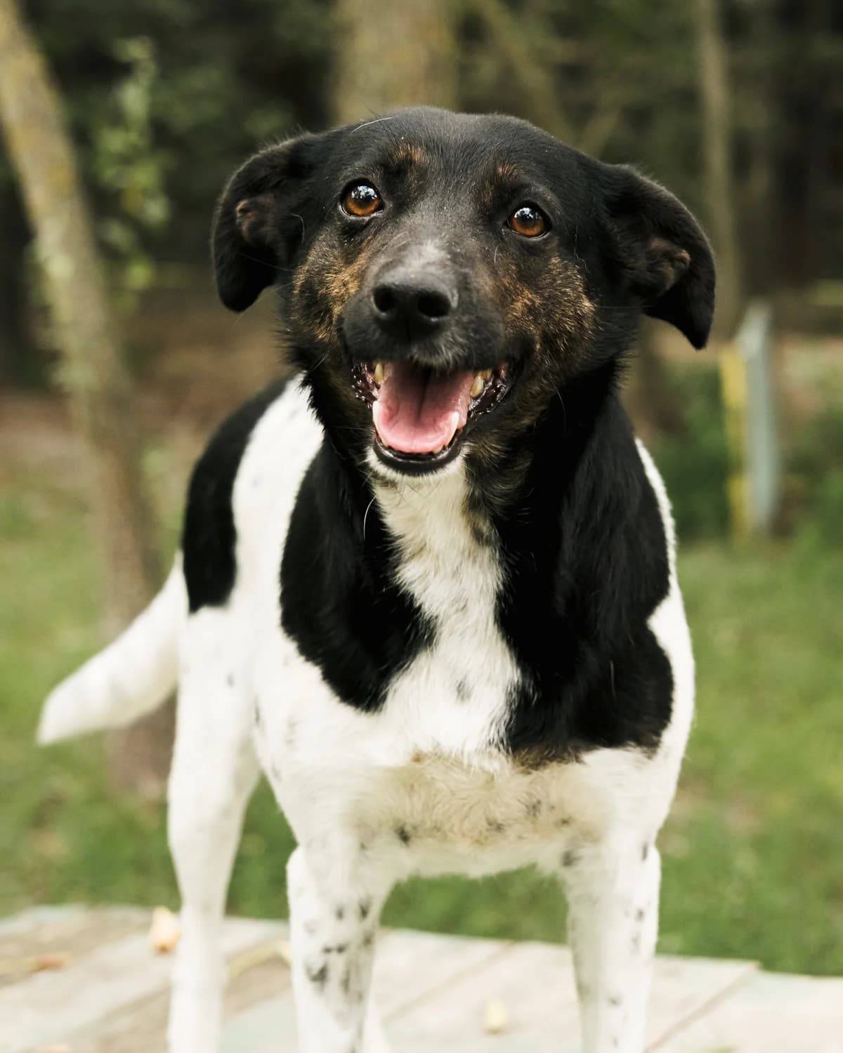 Slivka (Слівка), female 3yo mixed breed for adoption at Sirius Shelter, Kyiv