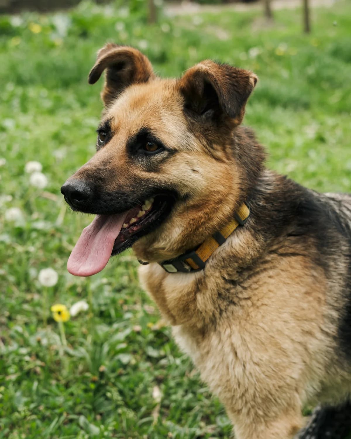 Roksi (Роксі), female 3yo mixed breed for adoption at Sirius Shelter, Kyiv